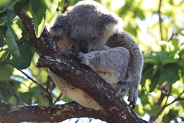포토 JPG 해외이미지 나무 동물 야생동물 새끼 음식 잎 2 다이어트 곰 포유류 포옹 자연 휴식 털 함께함 동물원 안전 앉기 사람없음 야외 꿈 회색 나뭇가지 잠 닫기 호주 보호 모피 먹기 사회이슈 만족 보안 솜털 유칼립투스 해외202105 해외포토 멸종위기종 식물 감정 컬러 컨셉 안기 모션 건강 오세아니아 생태계 파일형식