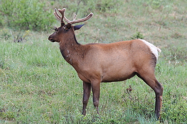 포토 JPG 해외이미지 동물 공원 여자 남자 야생동물 캐나다 날개 포유류 자연 조류 사슴 산 앉기 초원 사람없음 야외 환경 달러 가을 게임 황무지 군중 큼 바퀴자국 깃털 황소 사냥 서식지 동물상 밴프 분배 앨버타 엘크 전국 해외202105 해외포토 계절 공공시설 돈 북아메리카 자국 모션 놀이 사람 조형물 소 크기 생태계 파일형식