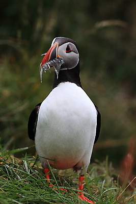포토 JPG 해외이미지 유럽 2 자연 조류 아이슬란드 어류 서기 앉기 사람없음 가로 컬러풀 깃털 언덕 부리 대서양 남쪽 계산서 식민지 헤드랜드 해외202105 해외포토 동물 나라 바다 컬러 모션 수중동물 방향 생태계 파일형식