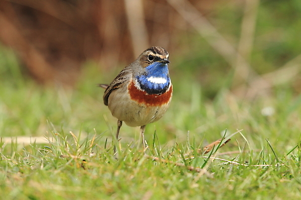 포토 JPG 해외이미지 나무 동물 응시 남자 야생동물 날개 오렌지 노래 자연 조류 독일 서기 앉기 사람없음 초록색 파란색 컬러풀 태양 노란색 봄 가수 보호 작음 5월 깃털 꼬리 철새 내추럴 바레인 해외202105 해외포토 자연요소 식물 시선 계절 유럽 음악 컬러 컨셉 과일 중동 모션 사람 음악가 날짜 크기 생태계 파일형식