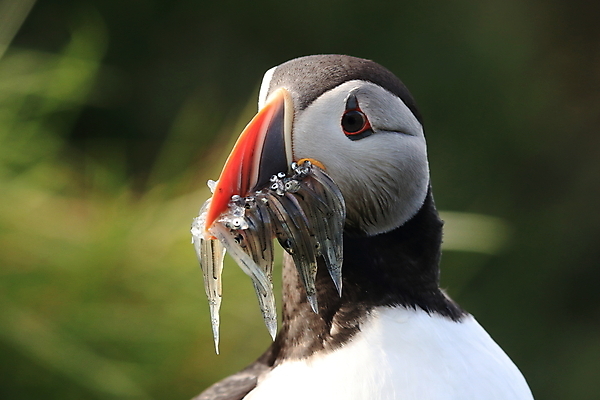포토 JPG 해외이미지 유럽 2 자연 조류 아이슬란드 어류 서기 앉기 사람없음 가로 여름 컬러풀 깃털 언덕 부리 대서양 남쪽 계산서 식민지 헤드랜드 해외202105 해외포토 동물 계절 나라 바다 컬러 모션 수중동물 방향 생태계 파일형식