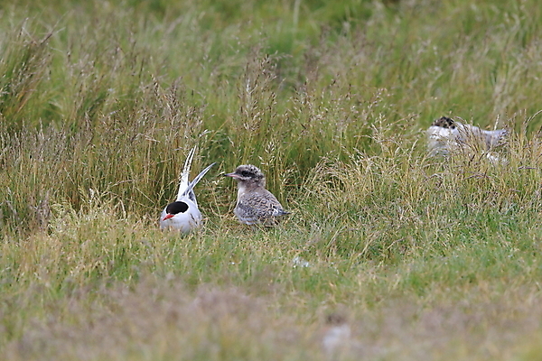 포토 JPG 해외이미지 동물 응시 야생동물 바다 섬 청소년 갈매기 조류 잉글랜드 병아리 아이슬란드 어업 사람없음 빨간색 흰색 아기 관찰 황무지 둥지 공격 북극 깃털 북쪽 철새 대서양 공격적 동물상 스칸디나비아 해외202105 해외포토 시선 유럽 산업 컬러 컨셉 모션 영국 사람 조형물 극지방 방향 파일형식