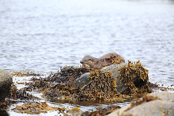포토 JPG 해외이미지 나무 동물 유럽 얼굴 야생동물 겨울 포유류 자연 털 노르웨이 어업 사람없음 야외 물 강 갈색 머리 수영 젖음 게 관찰 닫기 묘사 코 귀 육식동물 북쪽 멸종 내추럴 동물상 해외202105 해외포토 자연요소 식물 계절 나라 산업 컬러 모션 갑각류 신체부위 조형물 수상스포츠 방향 생태계 파일형식