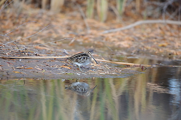 포토 JPG 해외이미지 동물 공원 호수 야생동물 자연 조류 영국 초원 사람없음 빨간색 초록색 물 강 갈색 연못 습지 소프트포커스 깃털 묘사 부리 진흙 철새 전국 해외202105 해외포토 자연요소 공공시설 유럽 컬러 촬영기법 생태계 파일형식