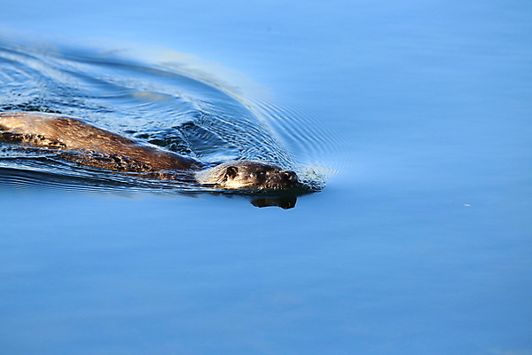 포토 JPG 해외이미지 나무 동물 유럽 얼굴 야생동물 겨울 포유류 자연 털 노르웨이 어업 사람없음 야외 물 강 갈색 머리 수영 젖음 게 관찰 닫기 묘사 코 귀 육식동물 북쪽 멸종 내추럴 동물상 해외202105 해외포토 자연요소 식물 계절 나라 산업 컬러 모션 갑각류 신체부위 조형물 수상스포츠 방향 생태계 파일형식