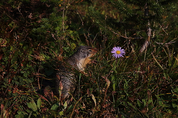 포토 JPG 해외이미지 동물 1 응시 공원 꽃 야생동물 백그라운드 캐나다 포유류 자연 사람없음 야외 초록색 여름 갈색 콜롬비아 설치류 숲 먹기 호기심 빙하 다람쥐 청동 산악지대 땅바닥 밴프 앨버타 전국 해외202105 해외포토 식물 시선 계절 공공시설 감정 컬러 컨셉 북아메리카 모션 산 바닥 남아메리카 생태계 파일형식