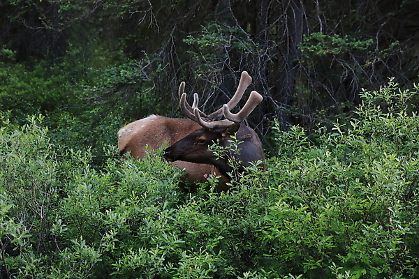 포토 JPG 해외이미지 동물 공원 남자 야생동물 캐나다 밭 포유류 자연 사슴 산 뿔 풍경 초원 사람없음 야외 초록색 갈색 숲 큼 먹이 먹기 바퀴자국 황소 사냥 내추럴 밴프 앨버타 엘크 웅장함 전국 로키산맥 그리너리 해외202105 해외포토 공공시설 컬러 북아메리카 농업 자국 모션 사람 소 크기 생태계 파일형식 트랜드컬러