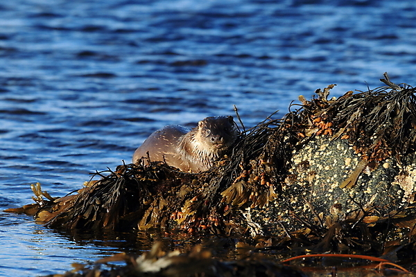 포토 JPG 해외이미지 나무 동물 유럽 얼굴 야생동물 겨울 포유류 자연 털 노르웨이 어업 사람없음 야외 물 강 갈색 머리 수영 젖음 게 관찰 닫기 묘사 코 귀 육식동물 북쪽 멸종 내추럴 동물상 해외202105 해외포토 자연요소 식물 계절 나라 산업 컬러 모션 갑각류 신체부위 조형물 수상스포츠 방향 생태계 파일형식
