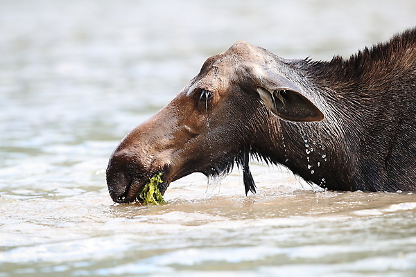 포토 JPG 해외이미지 동물 1 공원 여자 음료 야생동물 새끼 북아메리카 포유류 자연 뿔 국립공원 사람없음 야외 초록색 물 환경 수영 미국 연못 빙하 내추럴 송아지 수유 해외202105 해외포토 자연요소 공공시설 컬러 아메리카 사람 수상스포츠 소 생태계 파일형식