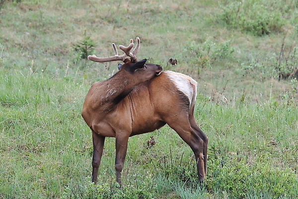 포토 JPG 해외이미지 동물 공원 여자 남자 야생동물 캐나다 날개 포유류 자연 조류 사슴 산 앉기 초원 사람없음 야외 환경 달러 가을 게임 황무지 군중 큼 바퀴자국 깃털 황소 사냥 서식지 동물상 밴프 분배 앨버타 엘크 전국 해외202105 해외포토 계절 공공시설 돈 북아메리카 자국 모션 놀이 사람 조형물 소 크기 생태계 파일형식