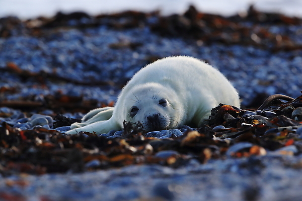 포토 JPG 해외이미지 동물 유럽 야생동물 새끼 모래 바다 섬 겨울 포유류 자연 놀이 털 독일 사랑 해변 사람없음 야외 귀여움 환경 금속 회색 코트 흰색 아기 신생아 보호 물개 모래언덕 폭풍 북쪽 멸종 대서양 생태학 해외202105 해외포토 계절 교육 감정 나라 컬러 컨셉 재질 날씨 사람 바다동물 외투 방향 언덕 생태계 파일형식