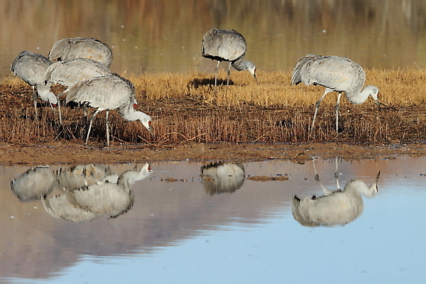 포토 JPG 해외이미지 동물 실루엣 호수 야생동물 날개 모션 조류 하늘 새로움 산 멕시코 옥수수 풍경 사람없음 빨간색 황혼 일몰 회색 연못 쌍 은색 언덕 기중기 물새 많음 수평선 해외202105 해외포토 컬러 컨셉 북아메리카 곡류 촬영기법 노을 중장비 파일형식