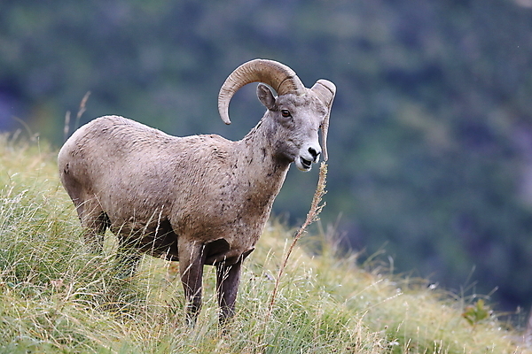 포토 JPG 해외이미지 동물 공원 남자 야생동물 여행 캐나다 곡선 포유류 자연 산 털 뿔 사람없음 옆모습 책 미국 시골 양 큼 트로피 활 사냥 오르기 양궁 북쪽 서식지 램 신발장 전국 로키산맥 해외202105 해외포토 공공시설 선 스포츠 뷰포인트 북아메리카 모션 사람 크기 방향 상_우승 생태계 파일형식