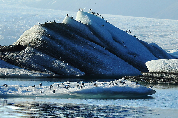 포토 JPG 해외이미지 응시 야생동물 바다 섬 날개 청소년 조류 낚시 아이슬란드 어업 사람없음 빨간색 파란색 검은색 회색 흰색 기도 자신감 우아함 북극 깃털 꼬리 부리 사냥꾼 북쪽 철새 계산서 수유 스칸디나비아 해외202105 해외포토 동물 직업 시선 감정 유럽 산업 컬러 컨셉 레저 사람 극지방 방향 파일형식