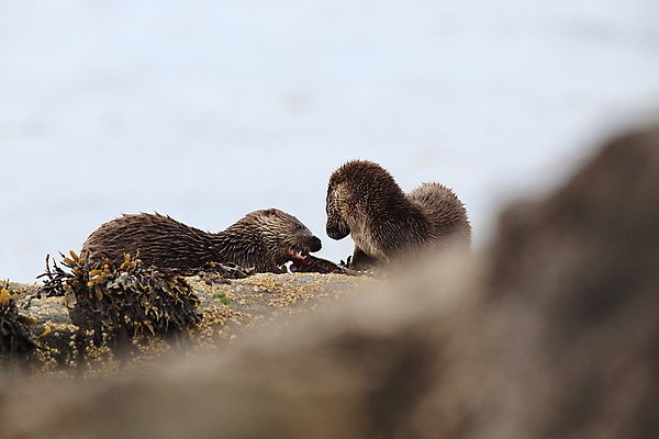 포토 JPG 해외이미지 나무 동물 유럽 얼굴 야생동물 겨울 포유류 자연 털 노르웨이 어업 사람없음 야외 물 강 갈색 머리 수영 젖음 게 관찰 닫기 묘사 코 귀 육식동물 북쪽 멸종 내추럴 동물상 해외202105 해외포토 자연요소 식물 계절 나라 산업 컬러 모션 갑각류 신체부위 조형물 수상스포츠 방향 생태계 파일형식