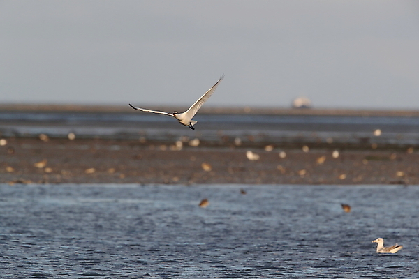 포토 JPG 해외이미지 동물 드레스 유럽 야생동물 음식 바다 섬 조류 하늘 서기 사람없음 초록색 물 파란색 머리 걷기 숟가락 검은색 흰색 황무지 왜가리 깃털 네덜란드 주걱 물새 계산서 고립 수유 해외202105 해외포토 자연요소 옷 나라 컬러 모션 주방용품 수저 신체부위 파일형식