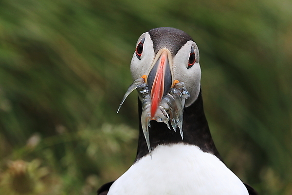 포토 JPG 해외이미지 유럽 2 자연 조류 아이슬란드 어류 서기 앉기 사람없음 가로 컬러풀 깃털 언덕 부리 대서양 남쪽 계산서 식민지 헤드랜드 해외202105 해외포토 동물 나라 바다 컬러 모션 수중동물 방향 생태계 파일형식