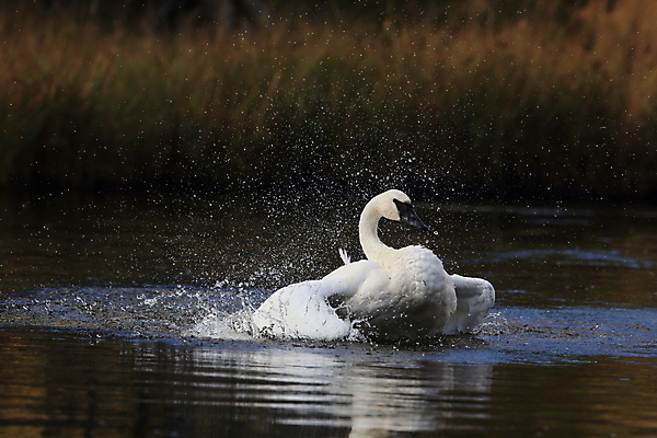 포토 JPG 해외이미지 공원 조류 산 국립공원 사람없음 물 계곡 흰색 연못 구멍 습지 큼 거위 멸종 물새 와이오밍 재활 착륙 해외202105 해외포토 자연요소 동물 공공시설 컬러 치료 크기 파일형식