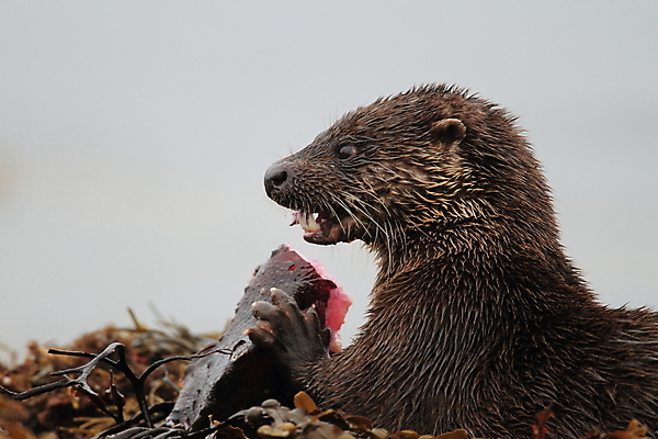 포토 JPG 해외이미지 나무 동물 유럽 얼굴 야생동물 겨울 포유류 자연 털 노르웨이 어업 사람없음 야외 물 강 갈색 머리 수영 젖음 게 관찰 닫기 묘사 코 귀 육식동물 북쪽 멸종 내추럴 동물상 해외202105 해외포토 자연요소 식물 계절 나라 산업 컬러 모션 갑각류 신체부위 조형물 수상스포츠 방향 생태계 파일형식