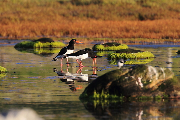 포토 JPG 해외이미지 조류 야외 물떼새 해외202105 검은머리물떼새 해외포토 동물 파일형식