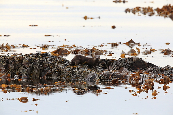 포토 JPG 해외이미지 나무 동물 유럽 얼굴 야생동물 겨울 포유류 자연 털 노르웨이 어업 사람없음 야외 물 강 갈색 머리 수영 젖음 게 관찰 닫기 묘사 코 귀 육식동물 북쪽 멸종 내추럴 동물상 해외202105 해외포토 자연요소 식물 계절 나라 산업 컬러 모션 갑각류 신체부위 조형물 수상스포츠 방향 생태계 파일형식