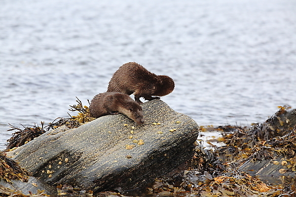 포토 JPG 해외이미지 나무 동물 유럽 얼굴 야생동물 겨울 포유류 자연 털 노르웨이 어업 사람없음 야외 물 강 갈색 머리 수영 젖음 게 관찰 닫기 묘사 코 귀 육식동물 북쪽 멸종 내추럴 동물상 해외202105 해외포토 자연요소 식물 계절 나라 산업 컬러 모션 갑각류 신체부위 조형물 수상스포츠 방향 생태계 파일형식