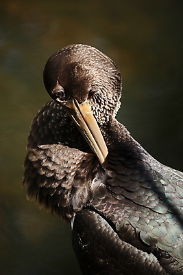 포토 JPG 해외이미지 동물 유럽 호수 야생동물 음식 곤충 조류 생물 독일 서기 사람없음 야외 목재 빨간색 물 컬러풀 검은색 숲 깃털 검색 부리 사냥개 슛 남쪽 계산서 전국 황새 해외202105 해외포토 자연요소 나무 나라 컬러 재료 모션 개 방향 파일형식