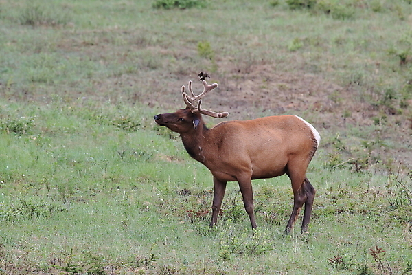 포토 JPG 해외이미지 동물 공원 여자 남자 야생동물 캐나다 날개 포유류 자연 조류 사슴 산 앉기 초원 사람없음 야외 환경 달러 가을 게임 황무지 군중 큼 바퀴자국 깃털 황소 사냥 서식지 동물상 밴프 분배 앨버타 엘크 전국 해외202105 해외포토 계절 공공시설 돈 북아메리카 자국 모션 놀이 사람 조형물 소 크기 생태계 파일형식