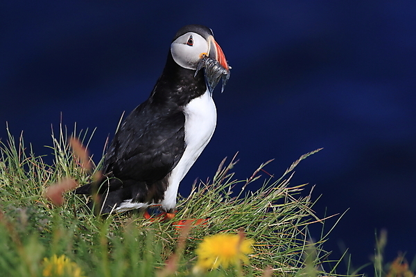 포토 JPG 해외이미지 유럽 2 자연 조류 아이슬란드 어류 서기 앉기 사람없음 가로 컬러풀 깃털 언덕 부리 대서양 남쪽 계산서 식민지 헤드랜드 해외202105 해외포토 동물 나라 바다 컬러 모션 수중동물 방향 생태계 파일형식