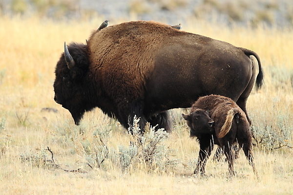 포토 JPG 해외이미지 동물 공원 도로 야생동물 이동 밭 포유류 모션 자연 조류 뿔 사람없음 야외 여름 강 갈색 머리 미국 군중 큼 방목 들소 속도 황소 북쪽 멸종 충전 떠남 서쪽 와이오밍 전국 찰과상 해외202105 해외포토 계절 공공시설 길 컬러 컨셉 북아메리카 농업 교통시설 사람 신체부위 소 축산업 상처 크기 방향 생태계 파일형식