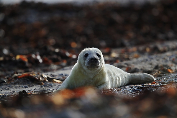 포토 JPG 해외이미지 동물 유럽 야생동물 새끼 모래 바다 섬 겨울 포유류 자연 놀이 털 독일 사랑 해변 사람없음 야외 귀여움 환경 금속 회색 코트 흰색 아기 신생아 보호 물개 모래언덕 폭풍 북쪽 멸종 대서양 생태학 해외202105 해외포토 계절 교육 감정 나라 컬러 컨셉 재질 날씨 사람 바다동물 외투 방향 언덕 생태계 파일형식