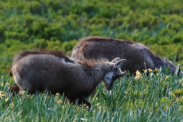 포토 JPG 해외이미지 동물 응시 유럽 야생동물 신체 장난 포유류 놀이 휴가 산 뿔 종류 성인 사람없음 빛 컬러풀 프랑스 작음 방목 보석 가득함 손목시계 즐거움 싱글 알프스 서식지 길이 내추럴 찰과상 해외202105 해외포토 시선 감정 나라 시계 컬러 장신구 사람 축산업 상처 크기 광석 파일형식