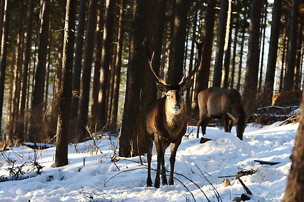 포토 JPG 해외이미지 나무 동물 척추동물 한마리 남자 야생동물 겨울 포유류 자연 사슴 생물 뿔 사람없음 야외 빨간색 세로 컬러풀 갈색 달러 추위 가을 흰색 숲 큼 바퀴자국 흰배경 내추럴 엘크 웅장함 초식 눈내림 반추동물 해외202105 해외포토 식물 1 계절 컬러 백그라운드 돈 자국 눈_날씨 사람 크기 생태계 파일형식