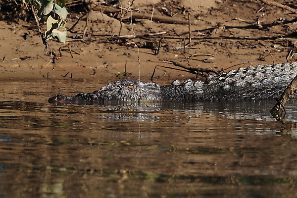 포토 JPG 해외이미지 호수 야생동물 파충류 사람없음 야외 물 강 햇빛 맑음 수영 시골 연못 호주 습지 강가 위험 모래언덕 영토 육식동물 악어 지역 진흙 서식지 송곳니 동물상 소금물 오지 해외202105 해외포토 자연요소 동물 컨셉 날씨 태양 조형물 수상스포츠 오세아니아 치아 언덕 파일형식