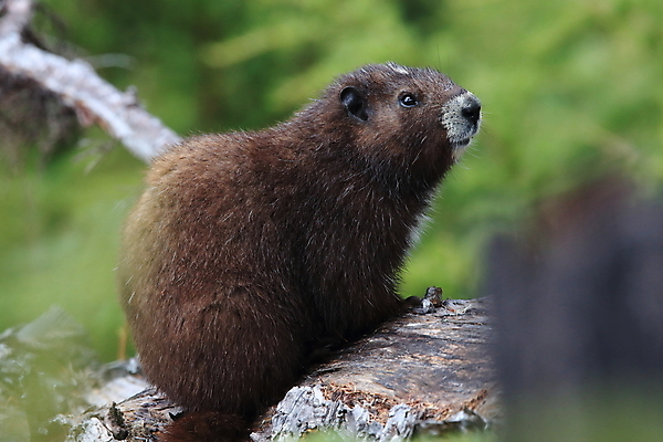 포토 JPG 해외이미지 주간 동물 척추동물 1 야생동물 섬 캐나다 신체 포유류 자연 영국 산 사람없음 야외 세로 초록색 금지 콜롬비아 가득함 집중 멸종 동물상 땅바닥 벤쿠버 해외202105 해외포토 자연요소 유럽 컬러 컨셉 북아메리카 바닥 조형물 남아메리카 생태계 파일형식