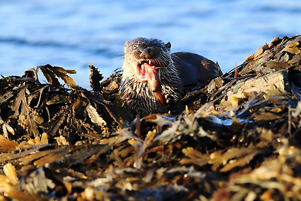 포토 JPG 해외이미지 나무 동물 유럽 얼굴 야생동물 겨울 포유류 자연 털 노르웨이 어업 사람없음 야외 물 강 갈색 머리 수영 젖음 게 관찰 닫기 묘사 코 귀 육식동물 북쪽 멸종 내추럴 동물상 해외202105 해외포토 자연요소 식물 계절 나라 산업 컬러 모션 갑각류 신체부위 조형물 수상스포츠 방향 생태계 파일형식