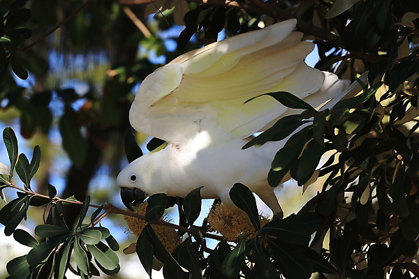포토 JPG 해외이미지 나무 동물 야생동물 백그라운드 날개 자연 조류 앉기 사람없음 야외 가로 빨간색 초록색 반려동물 노란색 흰색 나뭇가지 호주 깃털 앵무새 갈기 내추럴 동물상 멀티 이국적 해외202105 해외포토 식물 컬러 모션 조형물 오세아니아 생태계 파일형식