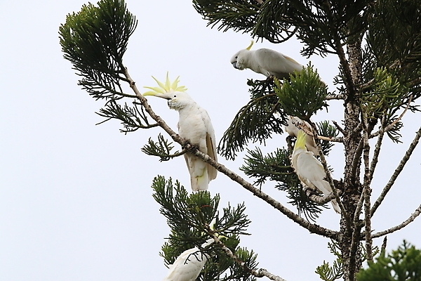 포토 JPG 해외이미지 나무 동물 야생동물 백그라운드 날개 자연 조류 앉기 사람없음 야외 가로 빨간색 초록색 반려동물 노란색 흰색 나뭇가지 호주 깃털 앵무새 갈기 내추럴 동물상 멀티 이국적 해외202105 해외포토 식물 컬러 모션 조형물 오세아니아 생태계 파일형식