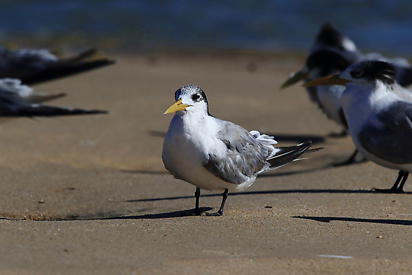포토 JPG 해외이미지 동물 야생동물 바다 날개 태국 자연 조류 하늘 사람없음 물 검은색 기둥 우아함 보호 큼 생태계 생물학 부리 갈기 서식지 철새 계산서 생태학 이국적 해외202105 해외포토 자연요소 교육 건축 아시아 컬러 컨셉 크기 파일형식