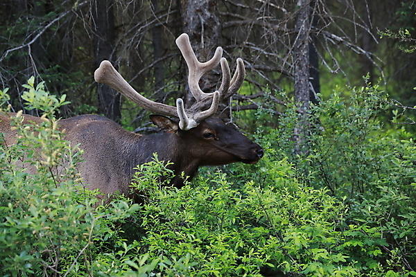 포토 JPG 해외이미지 동물 공원 남자 야생동물 캐나다 밭 포유류 자연 사슴 산 뿔 풍경 초원 사람없음 야외 초록색 갈색 숲 큼 먹이 먹기 바퀴자국 황소 사냥 내추럴 밴프 앨버타 엘크 웅장함 전국 로키산맥 그리너리 해외202105 해외포토 공공시설 컬러 북아메리카 농업 자국 모션 사람 소 크기 생태계 파일형식 트랜드컬러