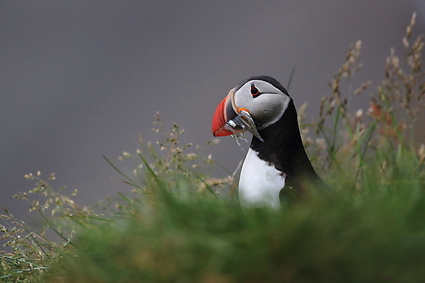 포토 JPG 해외이미지 유럽 2 자연 조류 아이슬란드 어류 서기 앉기 사람없음 가로 여름 컬러풀 깃털 언덕 부리 대서양 남쪽 계산서 식민지 헤드랜드 해외202105 해외포토 동물 계절 나라 바다 컬러 모션 수중동물 방향 생태계 파일형식