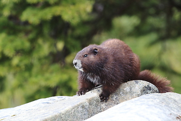포토 JPG 해외이미지 주간 동물 척추동물 1 야생동물 섬 캐나다 신체 포유류 자연 영국 산 사람없음 야외 세로 초록색 금지 콜롬비아 가득함 집중 멸종 동물상 땅바닥 벤쿠버 해외202105 해외포토 자연요소 유럽 컬러 컨셉 북아메리카 바닥 조형물 남아메리카 생태계 파일형식