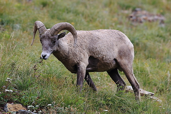 포토 JPG 해외이미지 동물 공원 남자 야생동물 여행 캐나다 곡선 포유류 자연 산 털 뿔 사람없음 옆모습 책 미국 시골 양 큼 트로피 활 사냥 오르기 양궁 북쪽 서식지 램 신발장 전국 로키산맥 해외202105 해외포토 공공시설 선 스포츠 뷰포인트 북아메리카 모션 사람 크기 방향 상_우승 생태계 파일형식