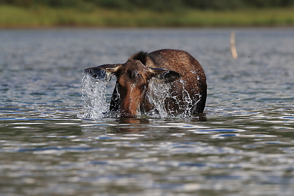 포토 JPG 해외이미지 동물 1 공원 여자 음료 야생동물 새끼 북아메리카 포유류 자연 뿔 국립공원 사람없음 야외 초록색 물 환경 수영 미국 연못 빙하 내추럴 송아지 수유 해외202105 해외포토 자연요소 공공시설 컬러 아메리카 사람 수상스포츠 소 생태계 파일형식