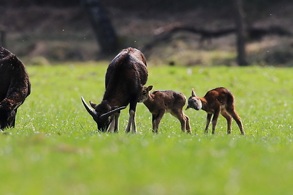 포토 JPG 해외이미지 동물 커플 응시 계절 공원 여자 남자 유럽 야생동물 백그라운드 포유류 자연 사슴 염소 뿔 독일 서기 사람없음 빨간색 갈색 머리 양 그룹 황무지 군중 숲 양자리 염소자리 짝짓기 동물상 램 해외202105 해외포토 시선 공공시설 나라 컬러 관계 모션 사람 신체부위 조형물 별자리 생태계 파일형식