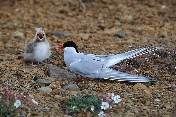 포토 JPG 해외이미지 동물 응시 야생동물 바다 섬 청소년 갈매기 조류 잉글랜드 병아리 아이슬란드 어업 사람없음 빨간색 흰색 아기 관찰 황무지 둥지 공격 북극 깃털 북쪽 철새 대서양 공격적 동물상 스칸디나비아 해외202105 해외포토 시선 유럽 산업 컬러 컨셉 모션 영국 사람 조형물 극지방 방향 파일형식