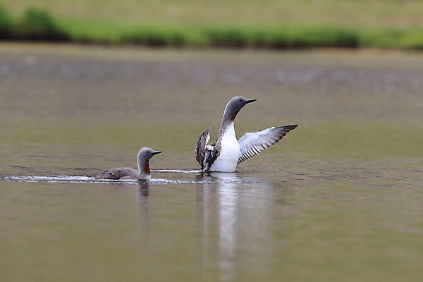 포토 JPG 해외이미지 동물 호수 야생동물 바다 날개 자연 조류 표면 영국 아이슬란드 사람없음 야외 가로 빨간색 물 여름 반사 수영 펼침 연못 서핑 잠수부 습지 몸단장 민물 변소 스칸디나비아 해외202105 해외포토 자연요소 계절 유럽 컬러 모션 수상스포츠 전문직 생태계 파일형식