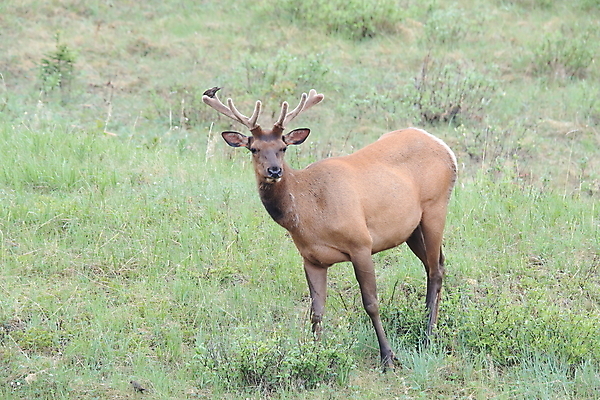 포토 JPG 해외이미지 동물 공원 여자 남자 야생동물 캐나다 날개 포유류 자연 조류 사슴 산 앉기 초원 사람없음 야외 환경 달러 가을 게임 황무지 군중 큼 바퀴자국 깃털 황소 사냥 서식지 동물상 밴프 분배 앨버타 엘크 전국 해외202105 해외포토 계절 공공시설 돈 북아메리카 자국 모션 놀이 사람 조형물 소 크기 생태계 파일형식