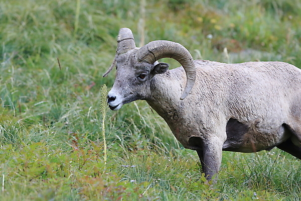 포토 JPG 해외이미지 동물 공원 남자 야생동물 여행 캐나다 곡선 포유류 자연 산 털 뿔 사람없음 옆모습 책 미국 시골 양 큼 트로피 활 사냥 오르기 양궁 북쪽 서식지 램 신발장 전국 로키산맥 해외202105 해외포토 공공시설 선 스포츠 뷰포인트 북아메리카 모션 사람 크기 방향 상_우승 생태계 파일형식