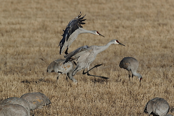 포토 JPG 해외이미지 동물 실루엣 호수 야생동물 날개 모션 조류 하늘 새로움 산 멕시코 옥수수 풍경 사람없음 빨간색 황혼 일몰 회색 연못 쌍 은색 언덕 기중기 물새 많음 수평선 해외202105 해외포토 컬러 컨셉 북아메리카 곡류 촬영기법 노을 중장비 파일형식